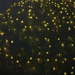 밝음의 정도