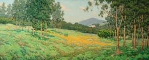 Golden Morrow Poppy Field