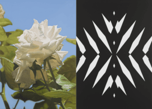 Abstract Rose 15 (S)