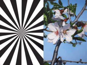Almond Blossom 4744 (L)
