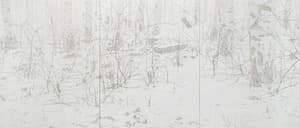 shining forest