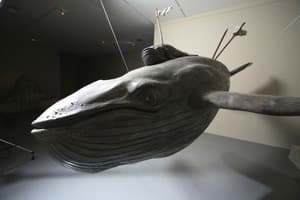 Lost whale