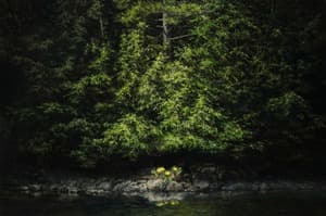 tiny wood